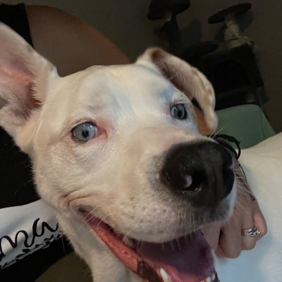 Meet your Posher, Sandra - Picture 4 of 6